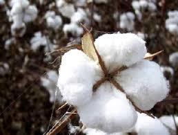 Coton biologique